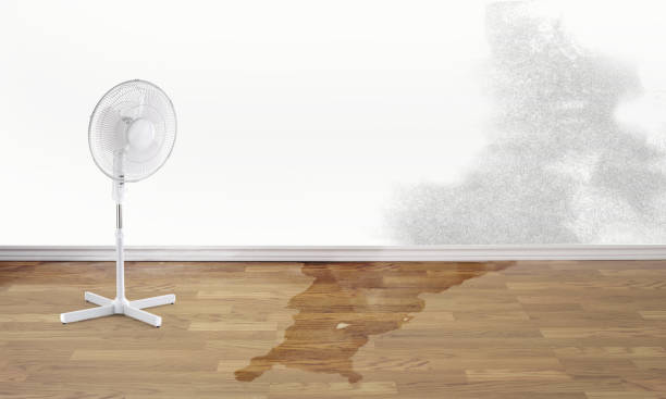 Best Professional water damage repair  in Ossian, IN